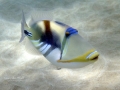 Lagoon Triggerfish