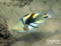 Lagoon Triggerfish