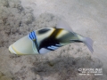 Lagoon Triggerfish