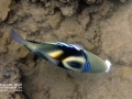 Lagoon Triggerfish