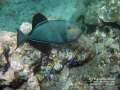 Black Durgon and Hawaiian Cleaner Wrasses