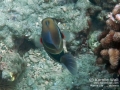 Reef Triggerfish, Humuhumunukunukuāpuaʻa