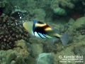 Lagoon Triggerfish