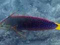 Yellowtail Coris