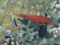 Hawaiian Cleaner Wrasse Cleaning Parasites off of Big Scale Soldierfish (look closely)