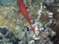 Big Scale Soldierfish and Hawaiian Cleaner Wrasse