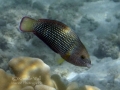 Juvenile Pearl Wrasse in Transition