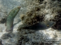 Initial Phase Elegant Coris and Belted Wrasse