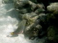 Two Juvenile Pearl Wrasses and Initial Phase Belted Wrasse