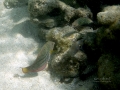 Two Juvenile Pearl Wrasses and Initial Phase Belted Wrasse