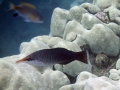 Female Bird Wrasse