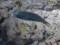 Belted Wrasse