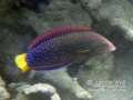 Young Female Yellowtail Coris