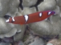 Juvenile Yellowtail Coris
