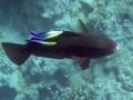Parrotfish and Two Hawaiian Cleaner Wrasse