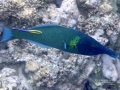 Male Bird Wrasse and Hawaiian Cleaner Wrasse
