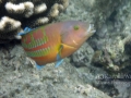 Christmas Wrasse Indulging in Hermit Crab
