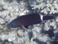 Ringtailed Wrasse