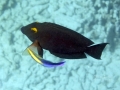 Goldring Surgeonfish with Hawaiian Cleaner Wrasse