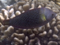 Initial Stage Pearl Wrasse