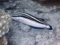 Fourstripe Wrasse