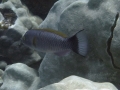 Blacktail or Old Woman Wrasse