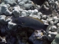 Old Woman or Blacktail Wrasse
