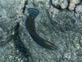Ornate Wrasse