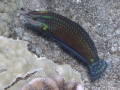 Ornate Wrasse