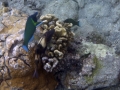 Day Octopus and Male Bird Wrasse Hunting Togethe