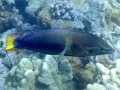 Male Yellowtail Coris (notice geenish bar behind pectoral fins)