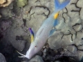 Blue Goatfish & Hawaiian Cleaner Wrasse