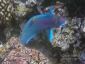 Hawaiian Cleaner Wrasse and Spectacled Parrotfish