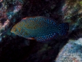 Male Shortnose Wrasse