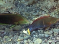 Male Yellowtail & Female Yellowtail Coris in Transition