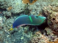 Male Yellowtail Coris