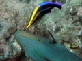 Two Hawaiian Cleaner Wrasse and Black Durgon or Black Triggerfish