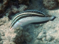 Fourstripe Wrasse