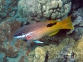 Hawaiian Hogfish and Hawaiian Cleaner Wrasse