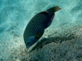 Pearl Wrasse
