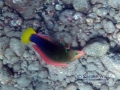 Young Female Yellowtail Coris Moving Rock in Search of Crustaceans.