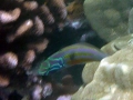 Fivestripe Wrasse