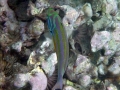 Fivestripe Wrasse