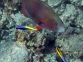 Parrotfish and Cleaner Wrasses