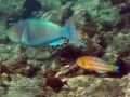Christmas Wrasse Hunting with Redlip Parrotfish