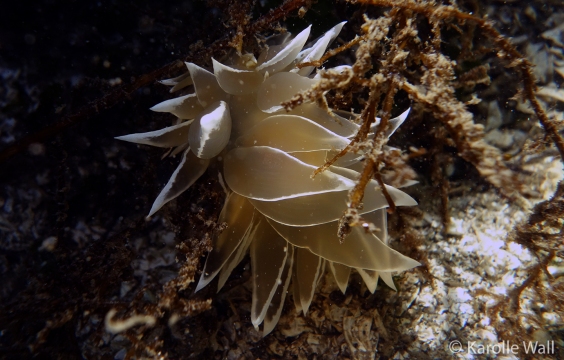 Alabaster Nudibranch