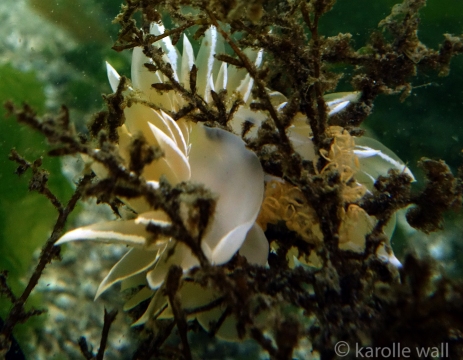 Alabaster Nudibranch Laying Eggs