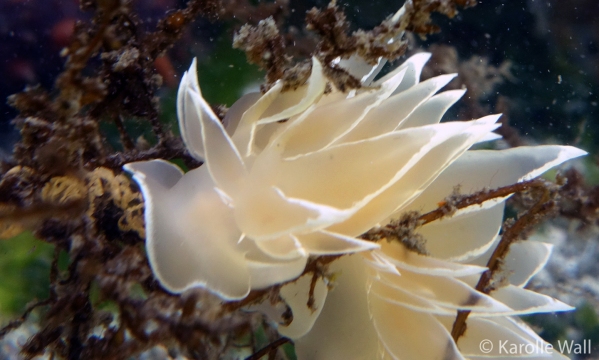 White-lined Dirona laying eggs