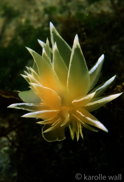 Frosted Nudibranch