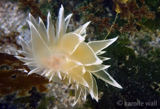 Dirona albolineata Laying Eggs